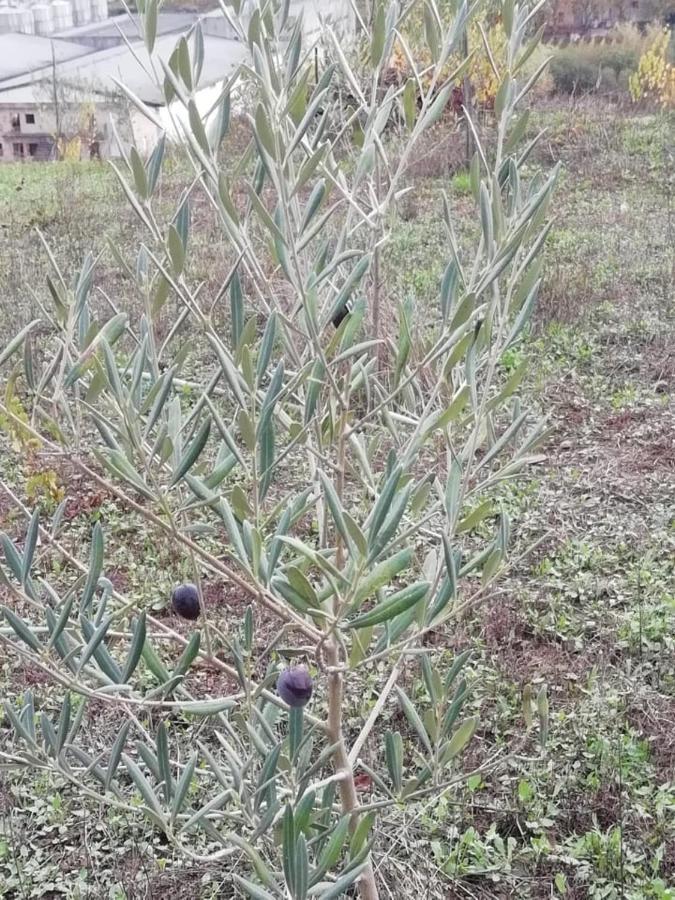 מלון פסו דה רגואה Vale Do Rodo Residencial מראה חיצוני תמונה